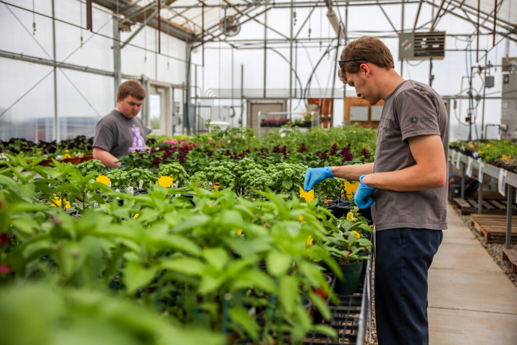 Two students care for greenhouse plants, which will be sold to the public on April 10.
